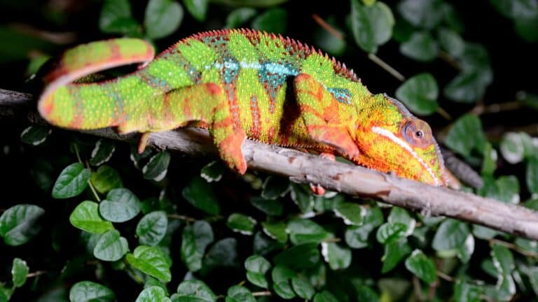 Reptile de Madagascar