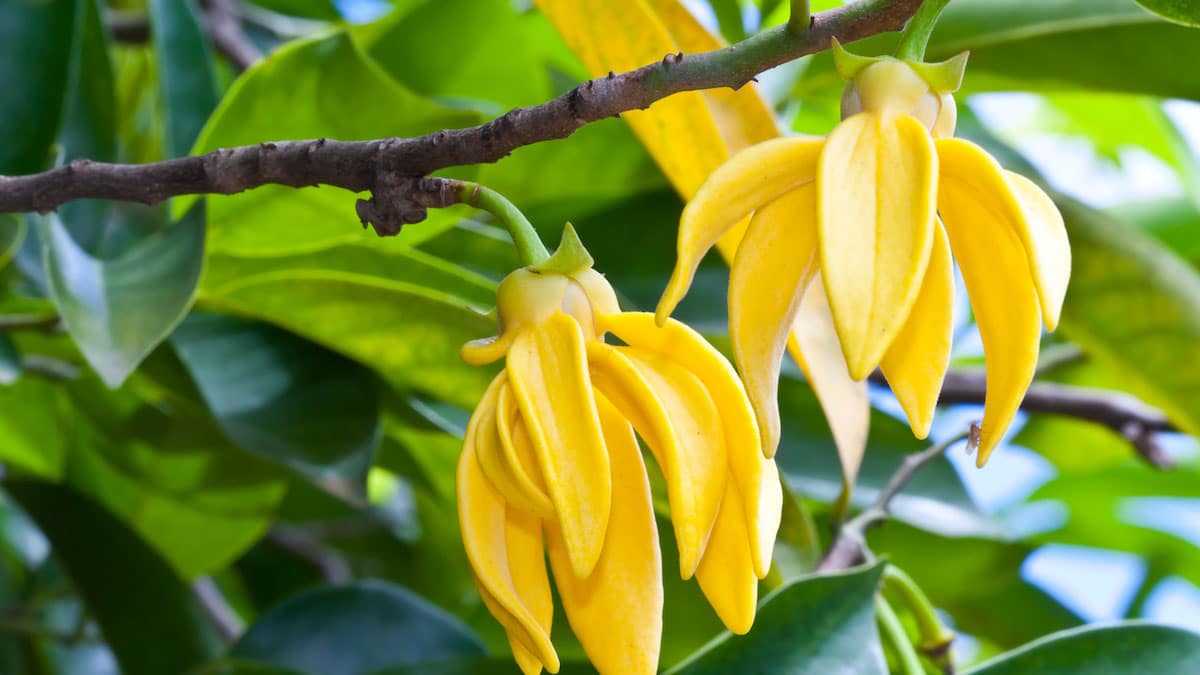 Ylang Ylang de Madagascar