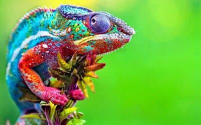 Caméléon de Madagascar