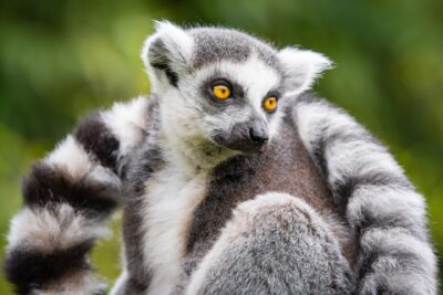 Lémurien de Madagascar