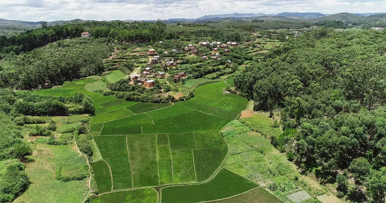 Les rizières verdoyantes du Sud Est de Madagascar