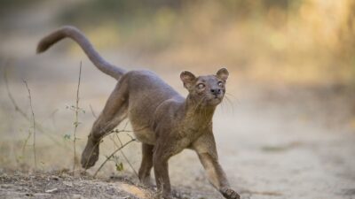 Le fossa