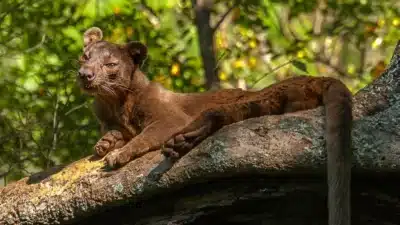 Fossa