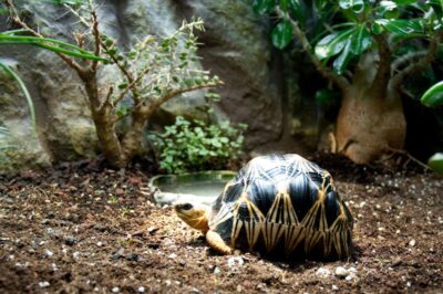 Tortue