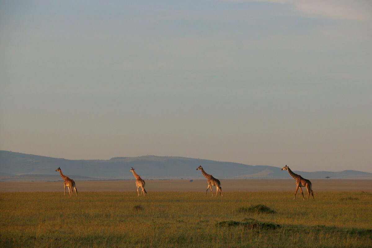 Voyage au Kenya