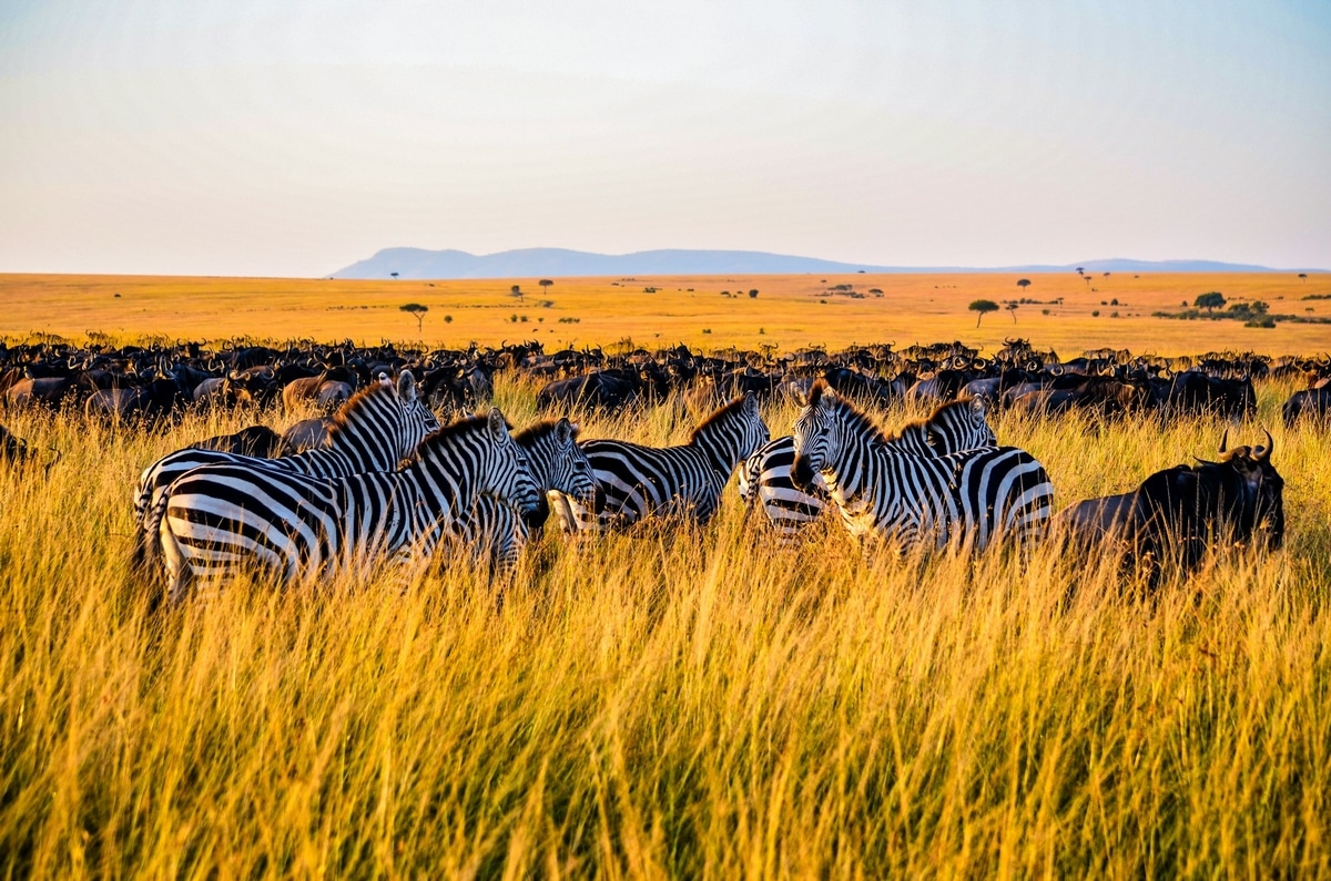 Prêt à découvrir le Kenya dans toute sa splendeur ?